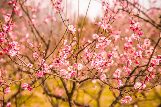 梅花