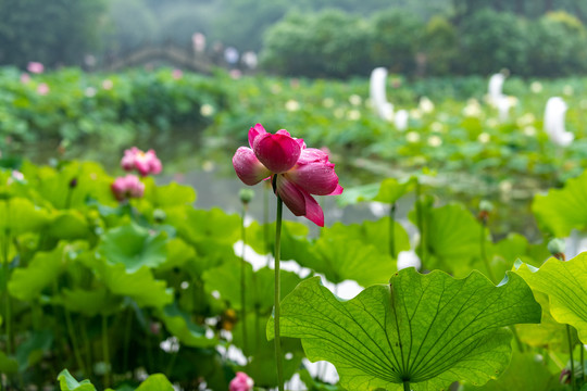 荷花池