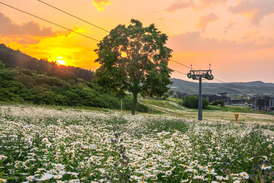 雏菊花海山庄夕阳