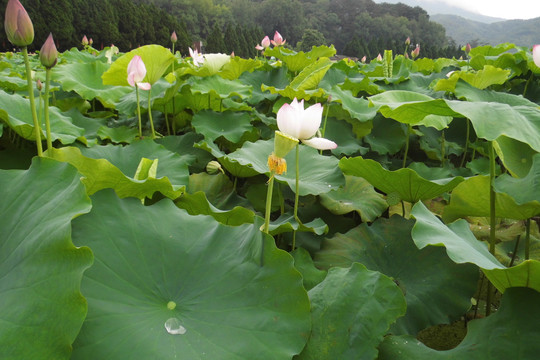 荷花池