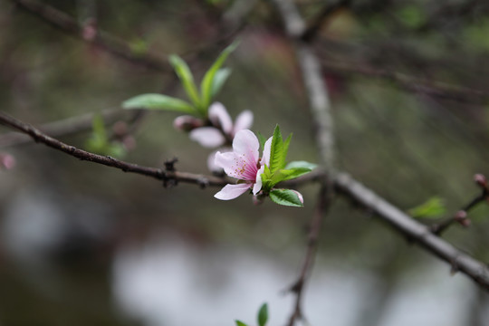 桃花