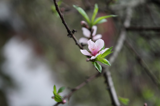 桃花