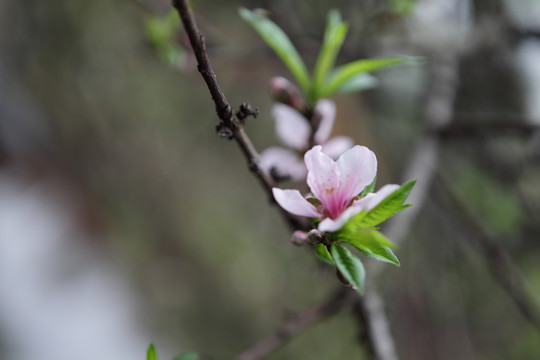 桃花