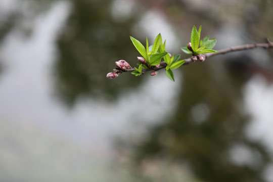 桃花