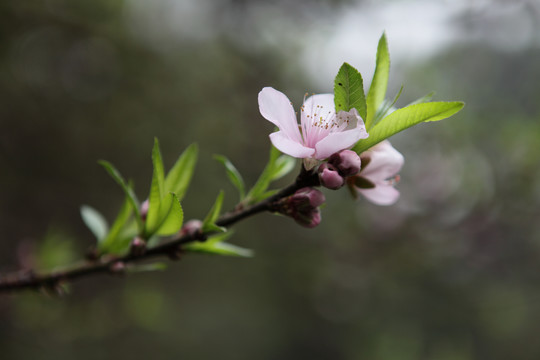 桃花