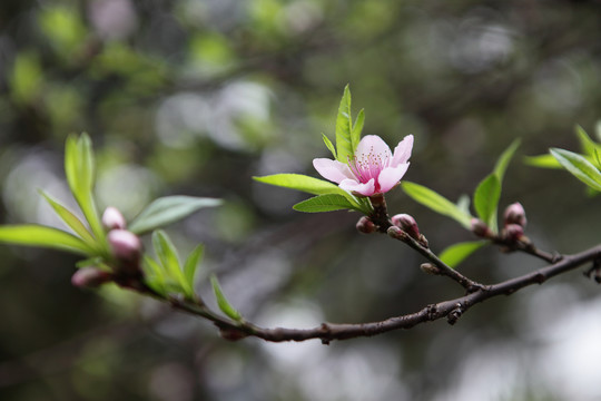 桃花