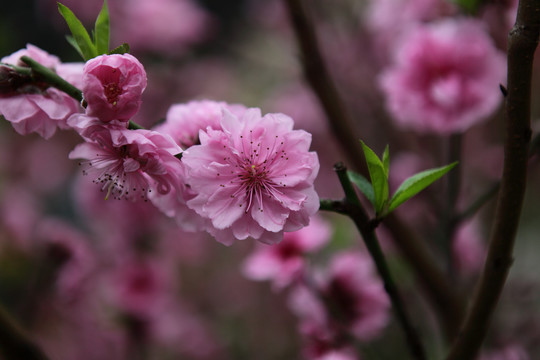 桃花