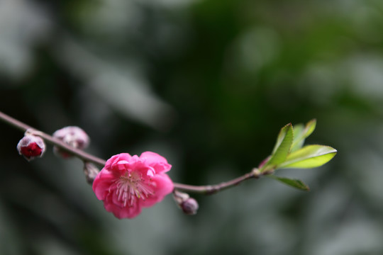 桃花