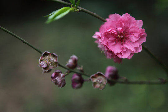 桃花