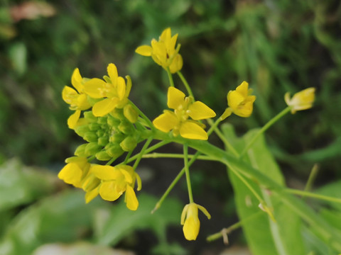 白菜菜花