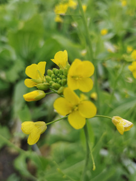 白菜菜花