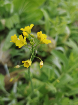 白菜菜花