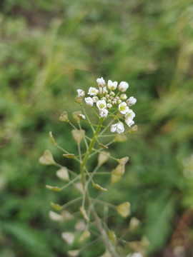 荠菜花