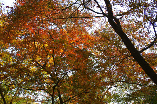 深秋紅葉