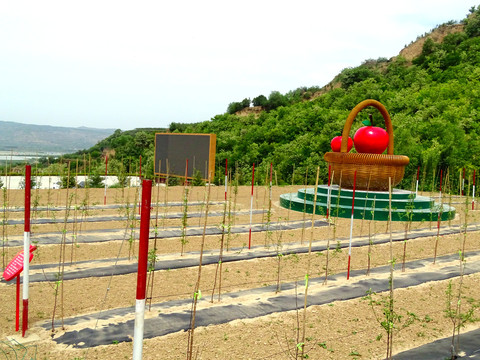 苹果树种植