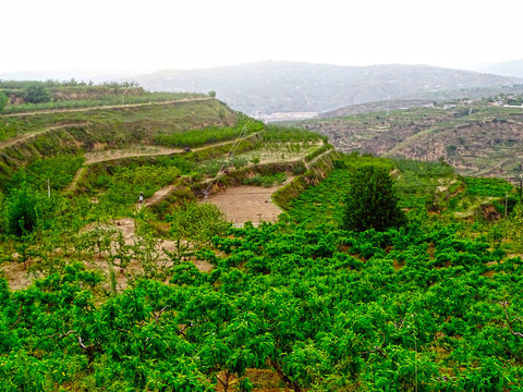 群山梯田