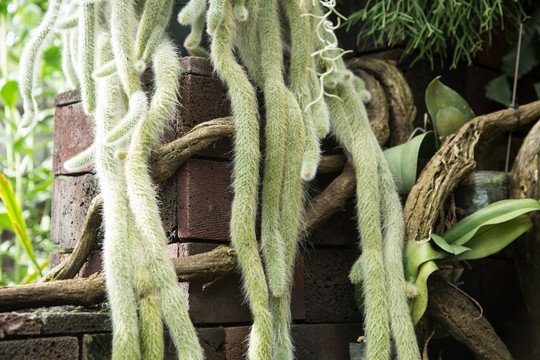 热带植物园里的猴尾鞭