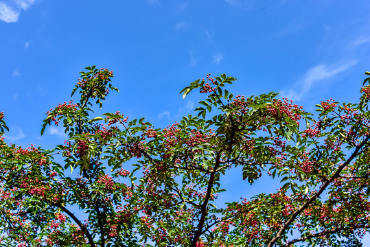 花椒树