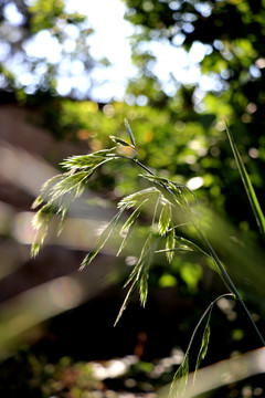 野草