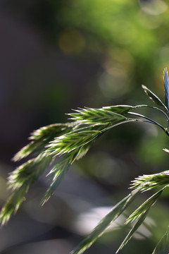野草