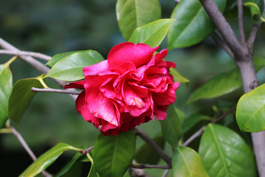 茶花