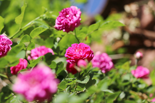 薔薇