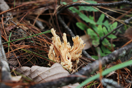 珊瑚菌