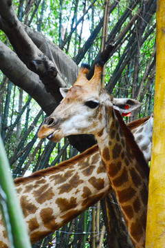 竹林里的长颈鹿