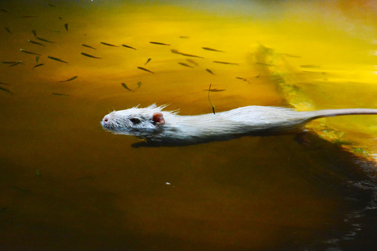 游泳的鼠
