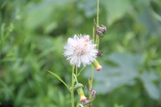 野花蒲公英特写