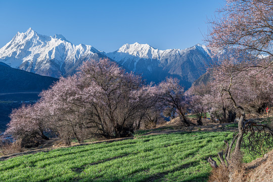 林芝桃花