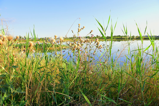 河边风景