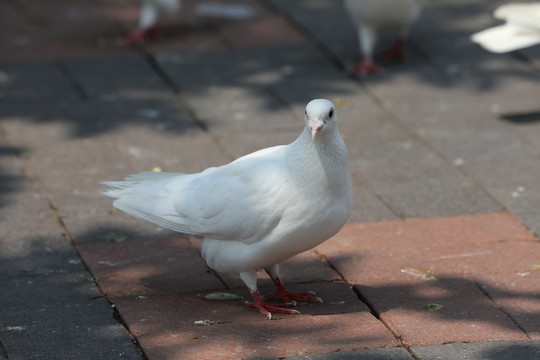 鸽子