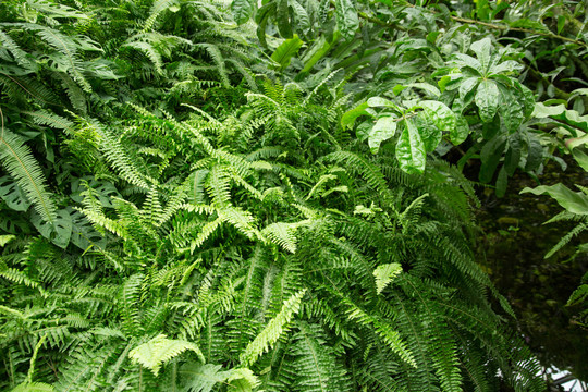 上海辰山植物园里的厥类植物