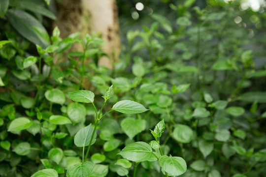 上海辰山植物园里的宽叶十万错