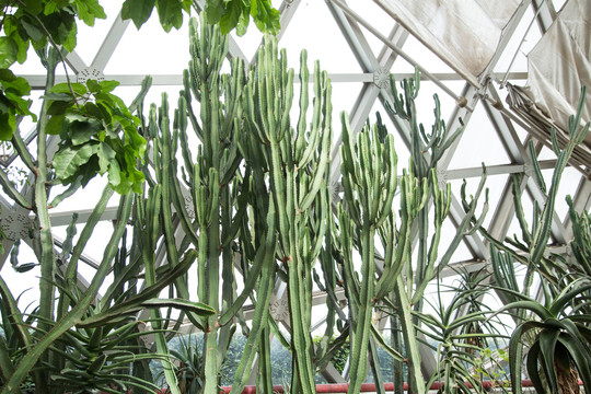 上海辰山植物园里的多肉植琉璃塔