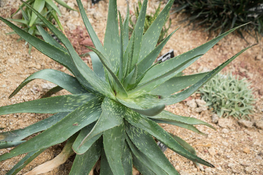 上海辰山植物园里芦荟