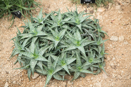 上海辰山植物园里芦荟