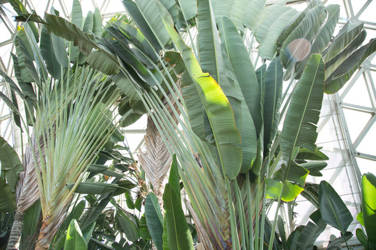热带植物园里的旅人蕉