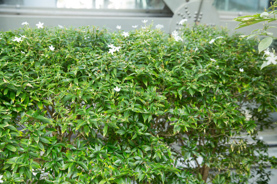 植物园里的马茶花