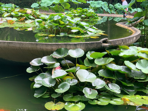 荷花池