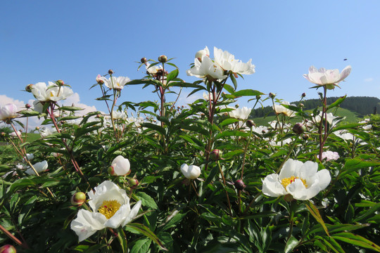 芍药