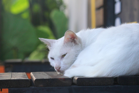 一只可爱的白色猫咪