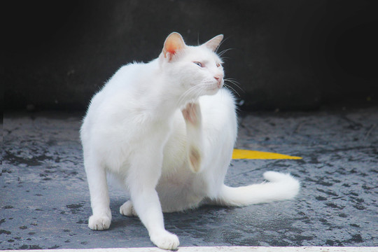 一只可爱的白色猫咪