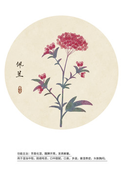 佩蘭