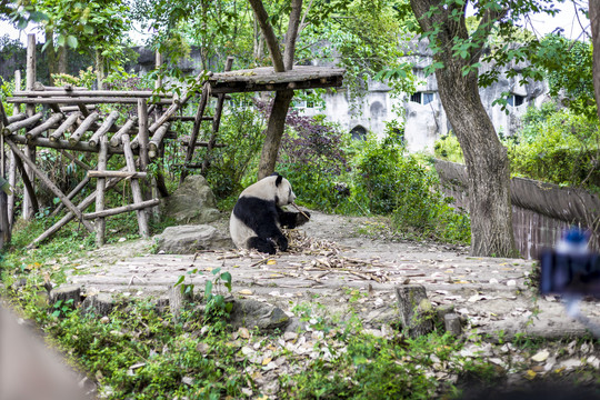 成都大熊猫繁育基地