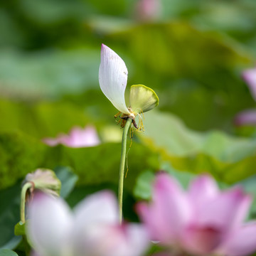 孤独的荷花