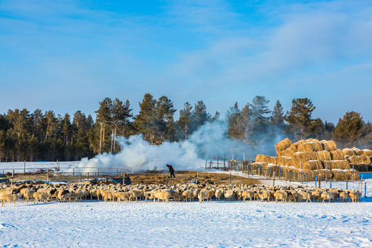 冬季羊群饲养