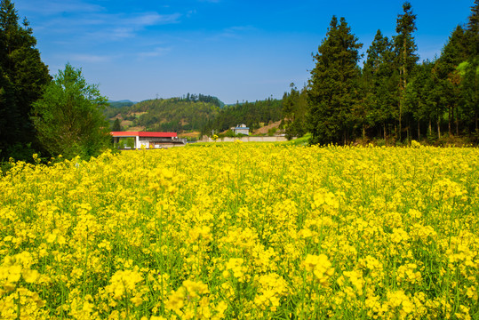 田园风光