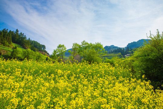 田园风光